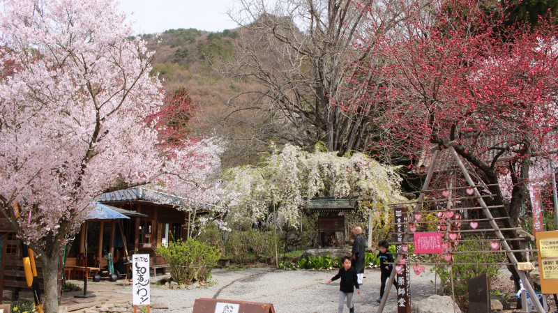 第1回・おぶせ知恵のわっ！は、4月・花盛りの浄光寺で行われました