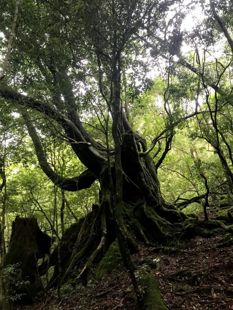 屋久島で出会った「先生の木」。横から見ると、途中から別の木が生えていることがわかります。